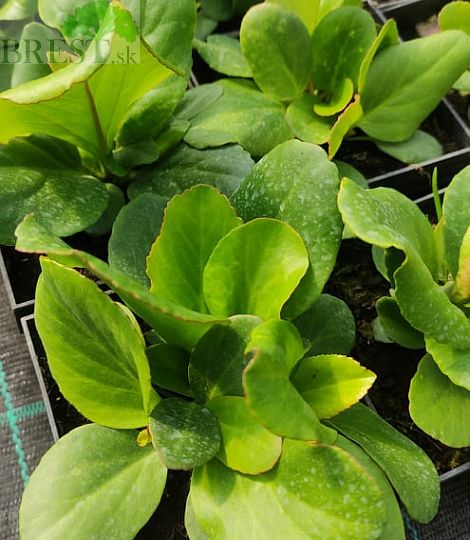 Bergenia cordifolia 'Rose'